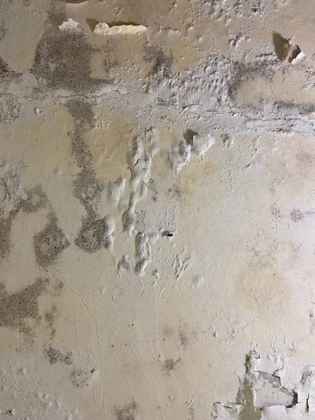 Best Mold Testing and Inspection Services in Key Largo, FL